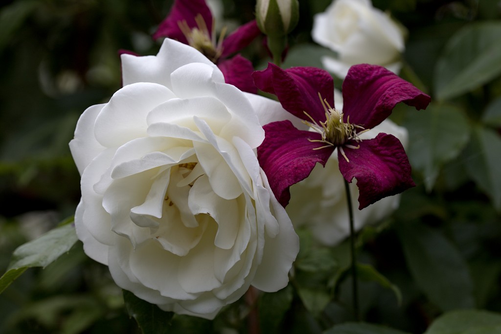 rode rozen roos rosa flora natuur bloem bloemen cultivars cultivar fleurop rosaceae tuin rozentuin valentijn valentijsdag romantiek liefde merci
